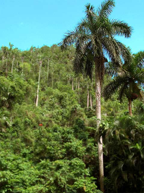 National Tree: The Royal Palm