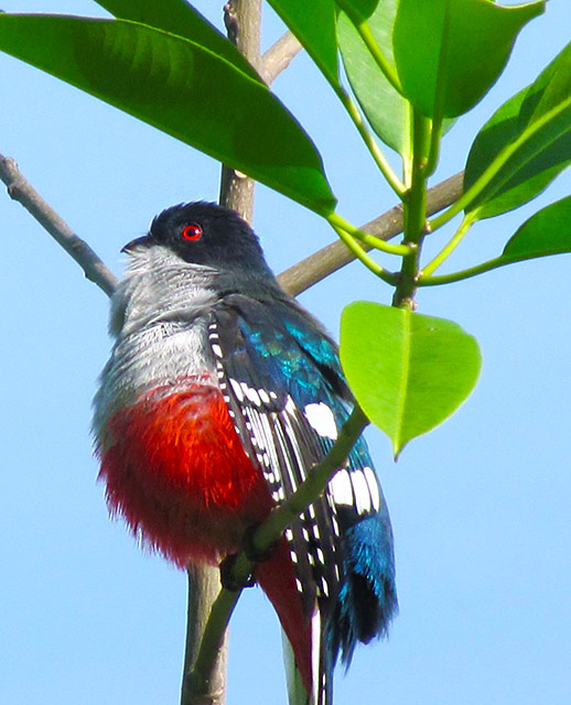 National Bird: Tocororo